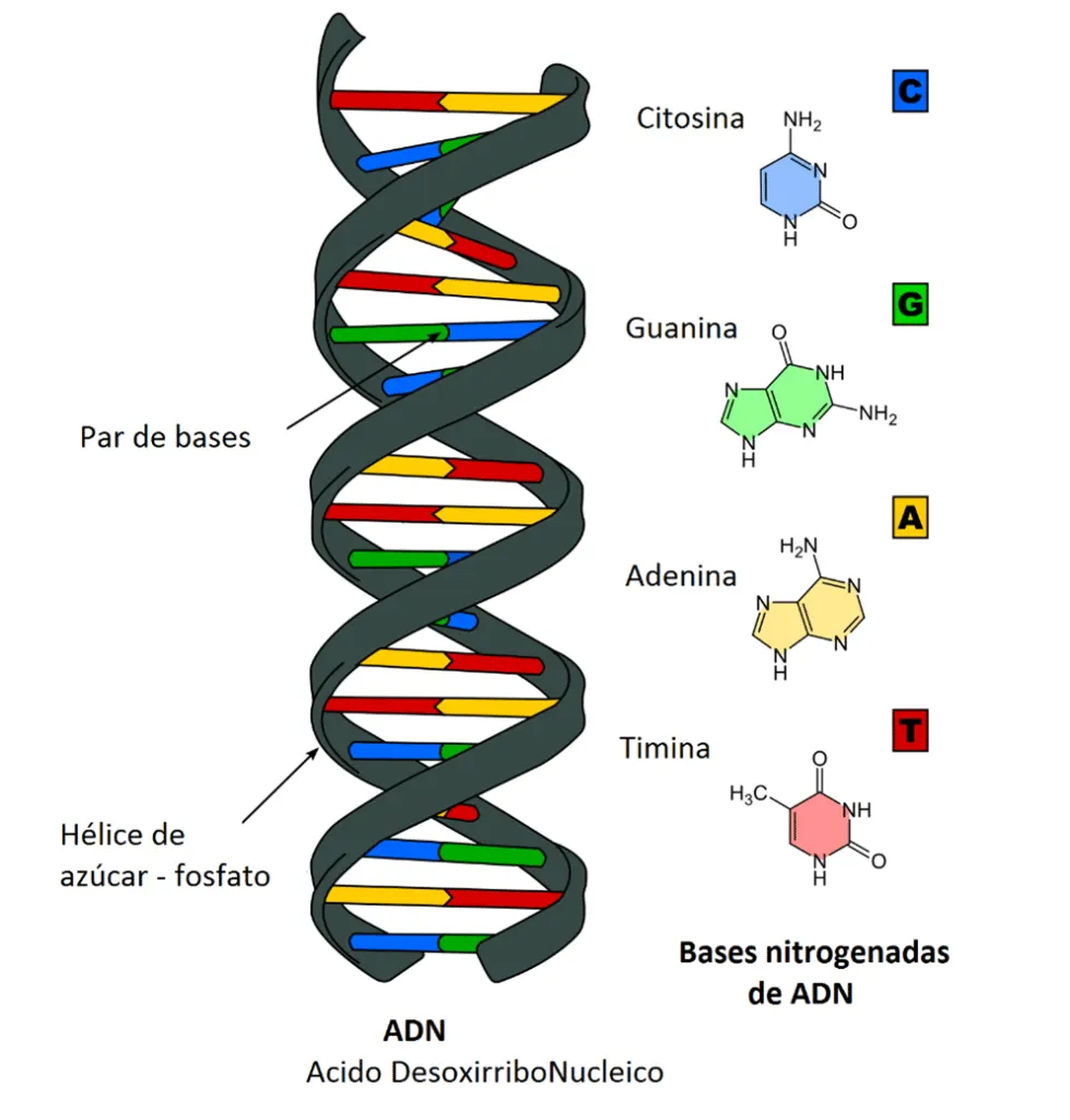 DNA