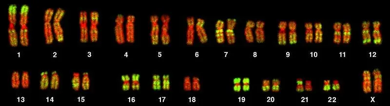Chromosomenpaare
