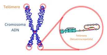 telometer 