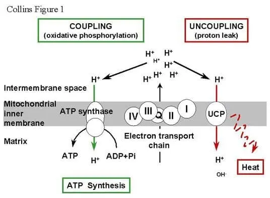thermogenic genetic variants
