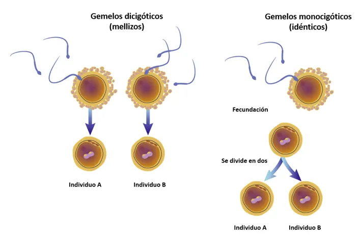 fecundación y desarrollo de mellizos y gemelos