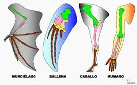 anatomical tests