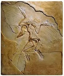 paleontological evidence
