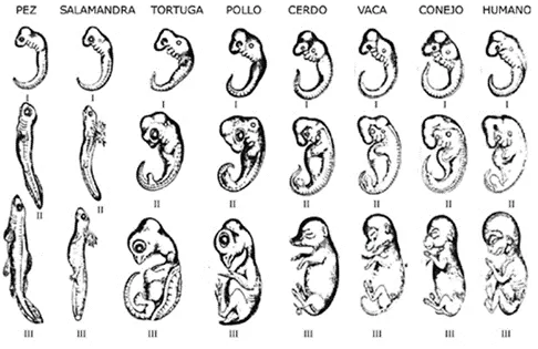 embryological tests