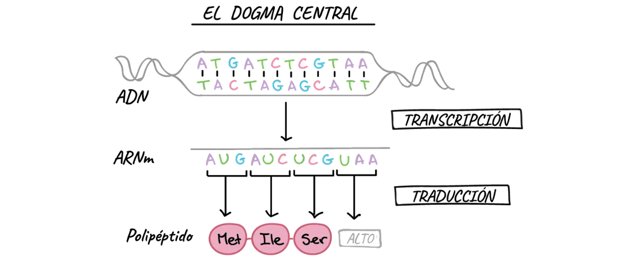 Central Dogma of Molecular Biology