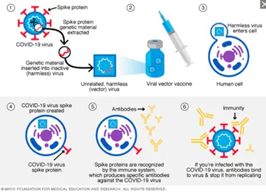 J&J: viral vector vaccine