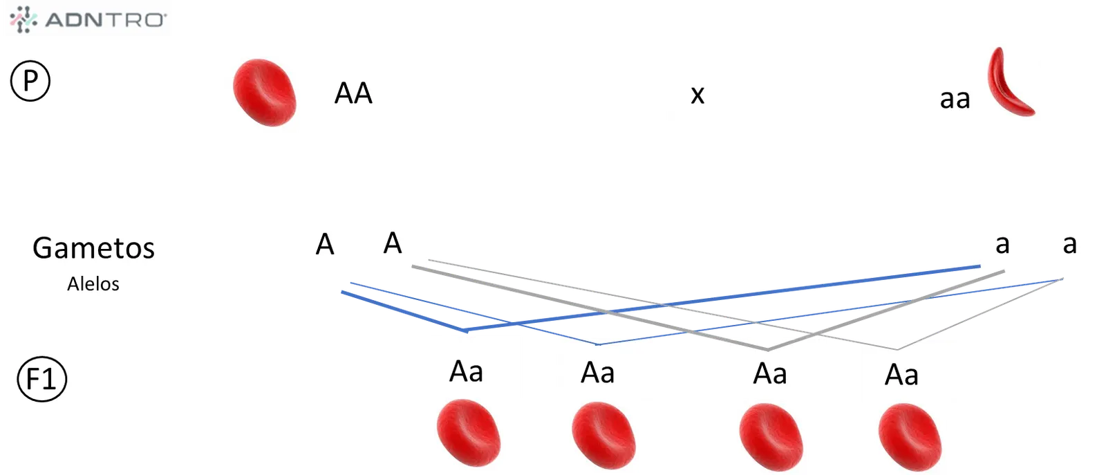 Autosomal-rezessive Vererbung (AR)