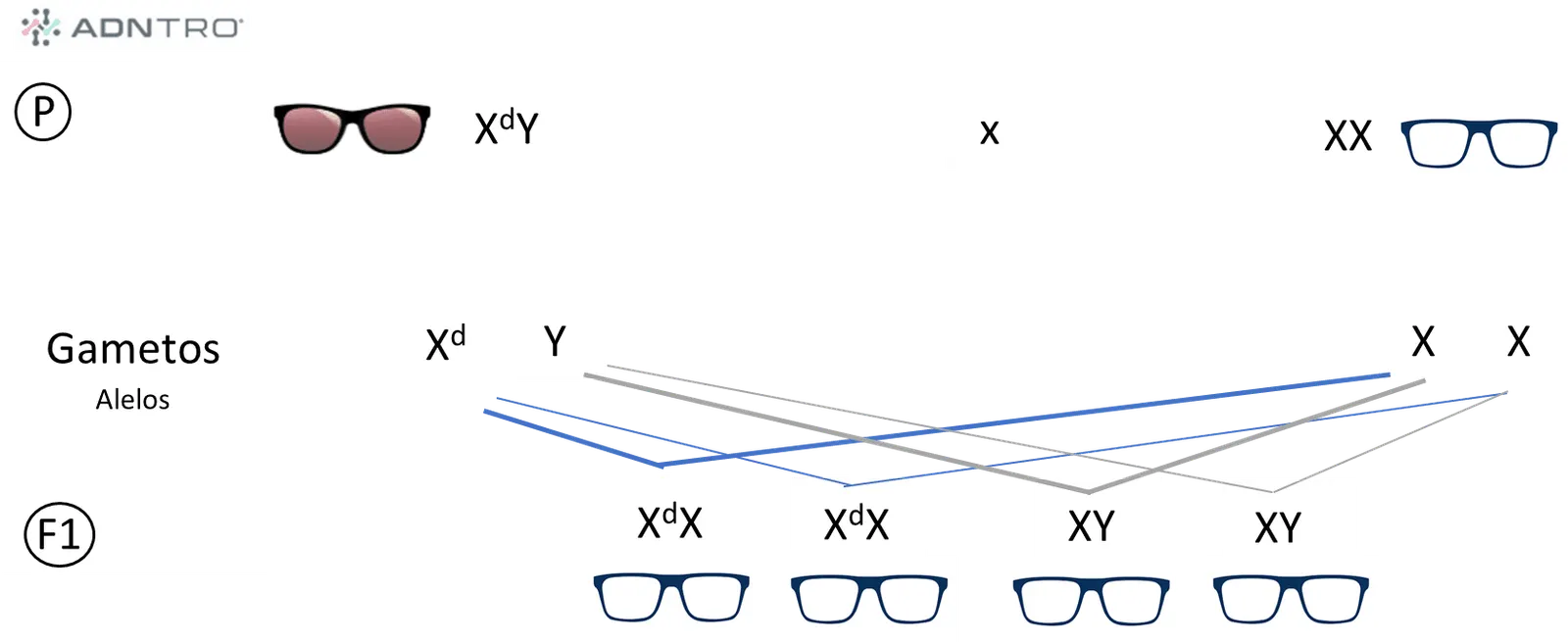 Geschlechtsgebundene Vererbung (X-Chromosom)