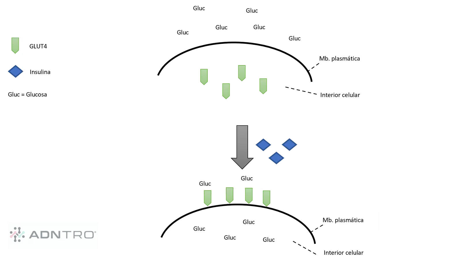 GLUT4 pathway - glucose disposal