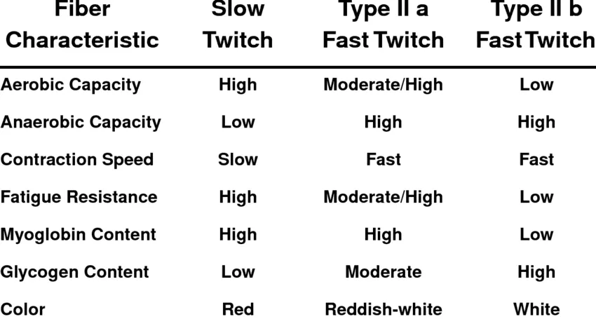Types of muscle fibers