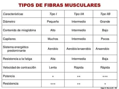 Tipos de fibras musculares