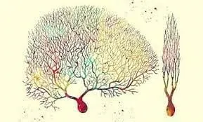 Purkinje neurons