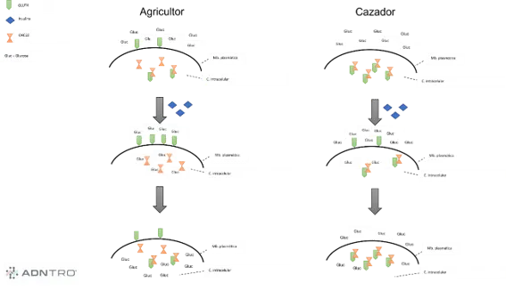 Via GLUT4 differences between hunter and farmer