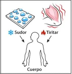 Thermoregulation. Body mechanisms to regulate body temperature.