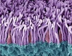 Cones and rods. Photoreceptor cells