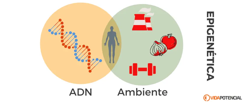 Definición de epigenética