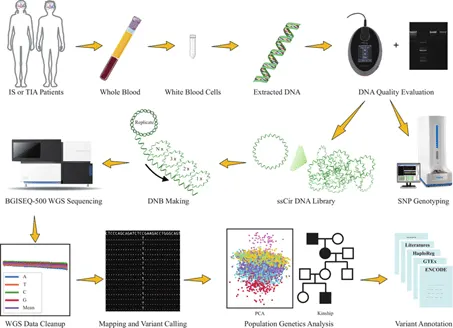 Whole genome sequencing procedure