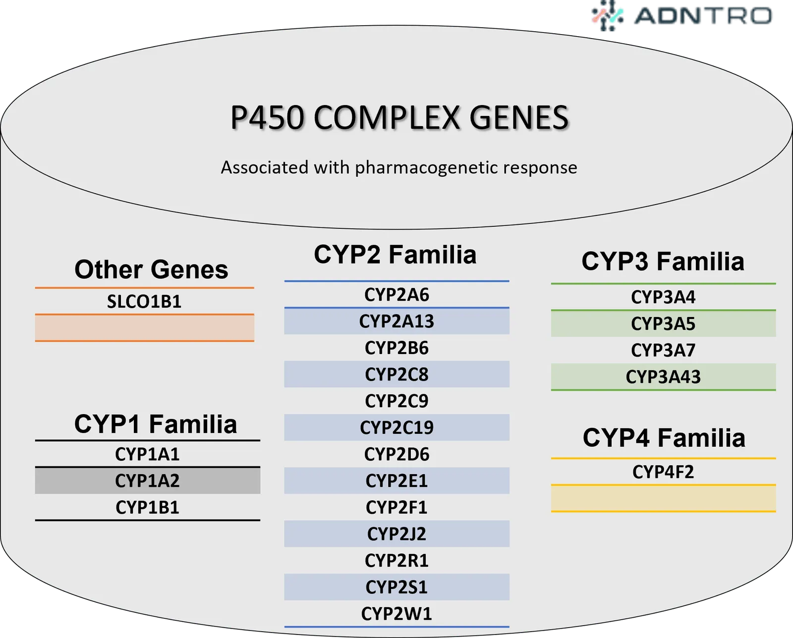 Gene des P450-Komplexes (Cytochrom P450) in Verbindung mit pharmakogenetischer Reaktion