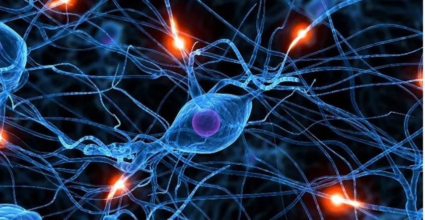 Synapses