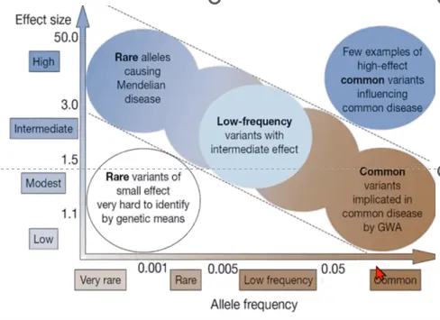 Effect of common variants and rare variants
