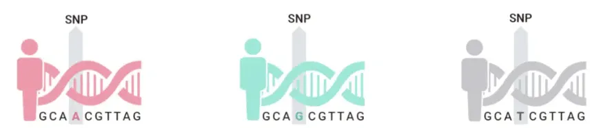 What is a SNP or polymorphic variant?