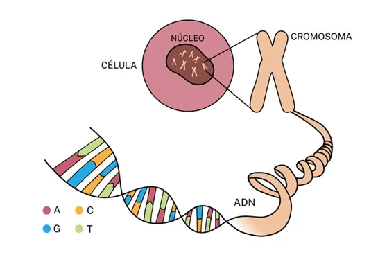Estructura ADN