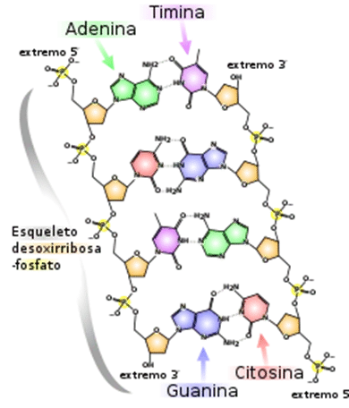 Nucleótido - Estructura ADN