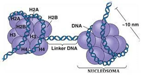 Nucleosoma - Estructura del ADN