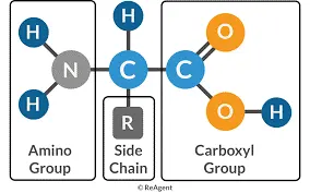 Amino acids