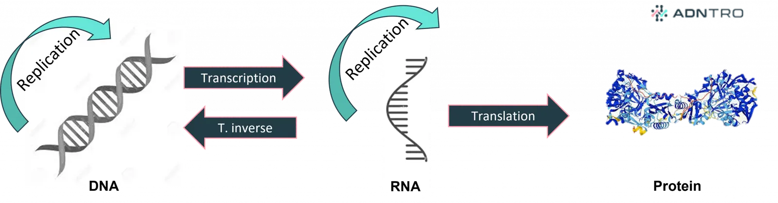 Central dogma of molecular biology extended - replication, transcription, reverse transcription and translation.