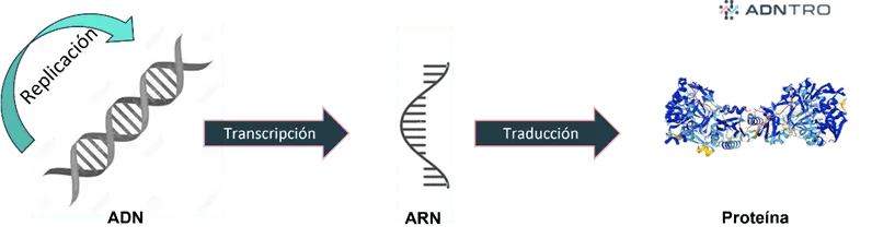 Dogma central de la biología molecular - replicación, transcripción y traducción.
