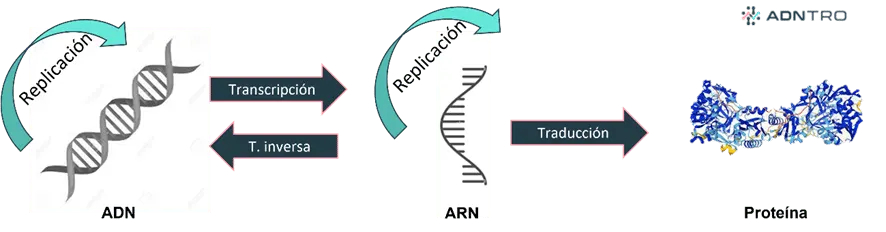 Dogma central de la biología molecular extendido - replicación, transcripción, transcripción inversa y traducción.