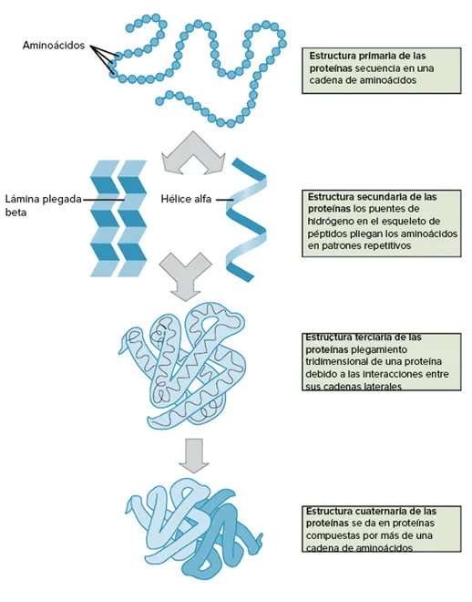 Estructura de las proteinas