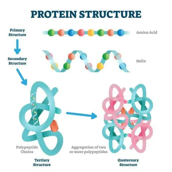 Protein structure