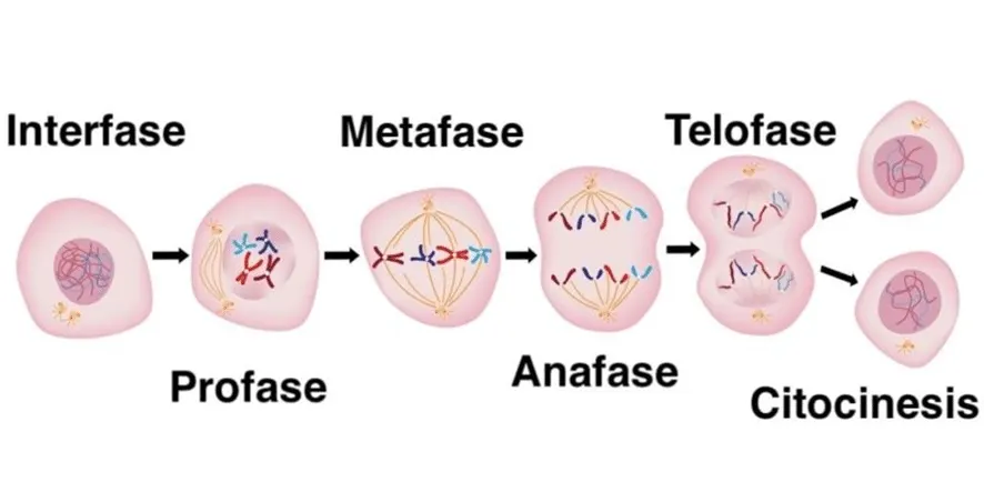 Fases de la mitosis