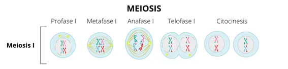 Importancia de la meiosis