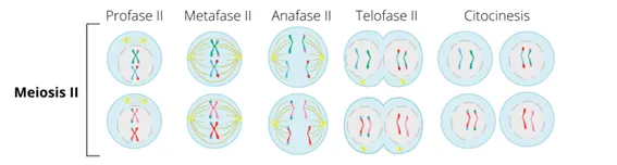 Fases meiosis II