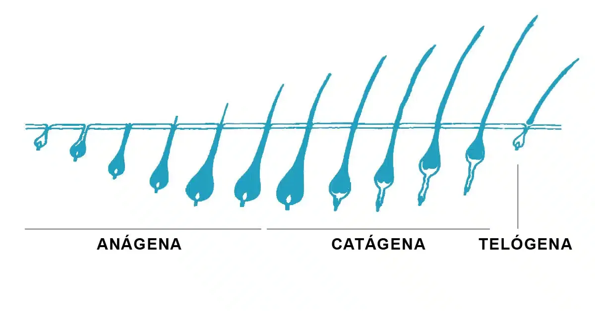 Phases of the hair life cycle