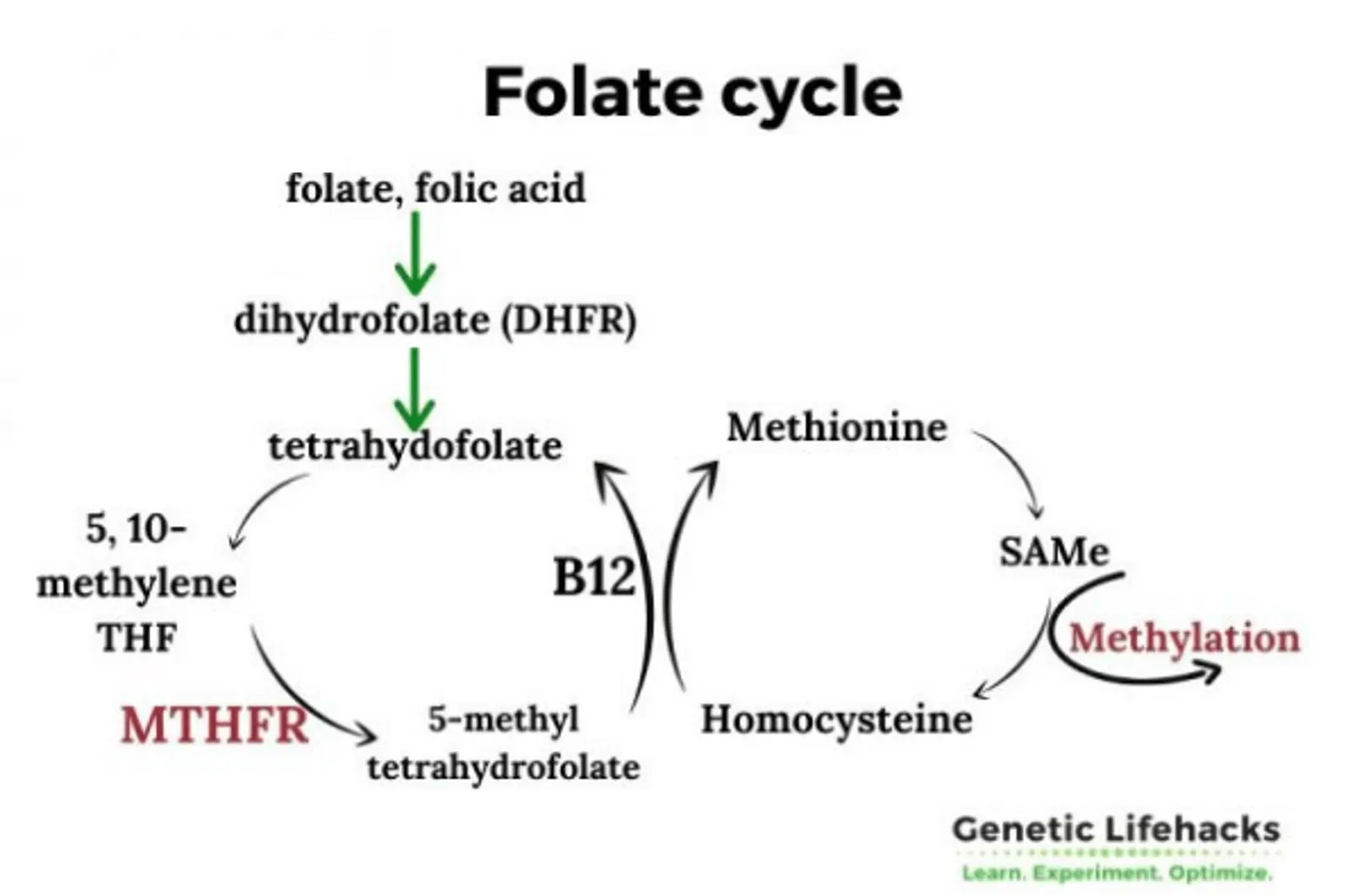 Papel del gen MTHFR en la salud