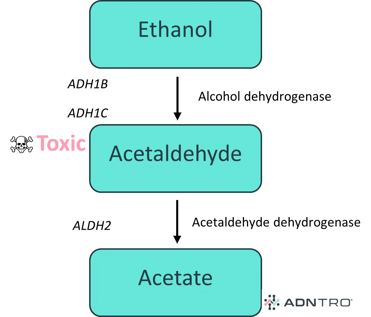 Alcohol metabolism