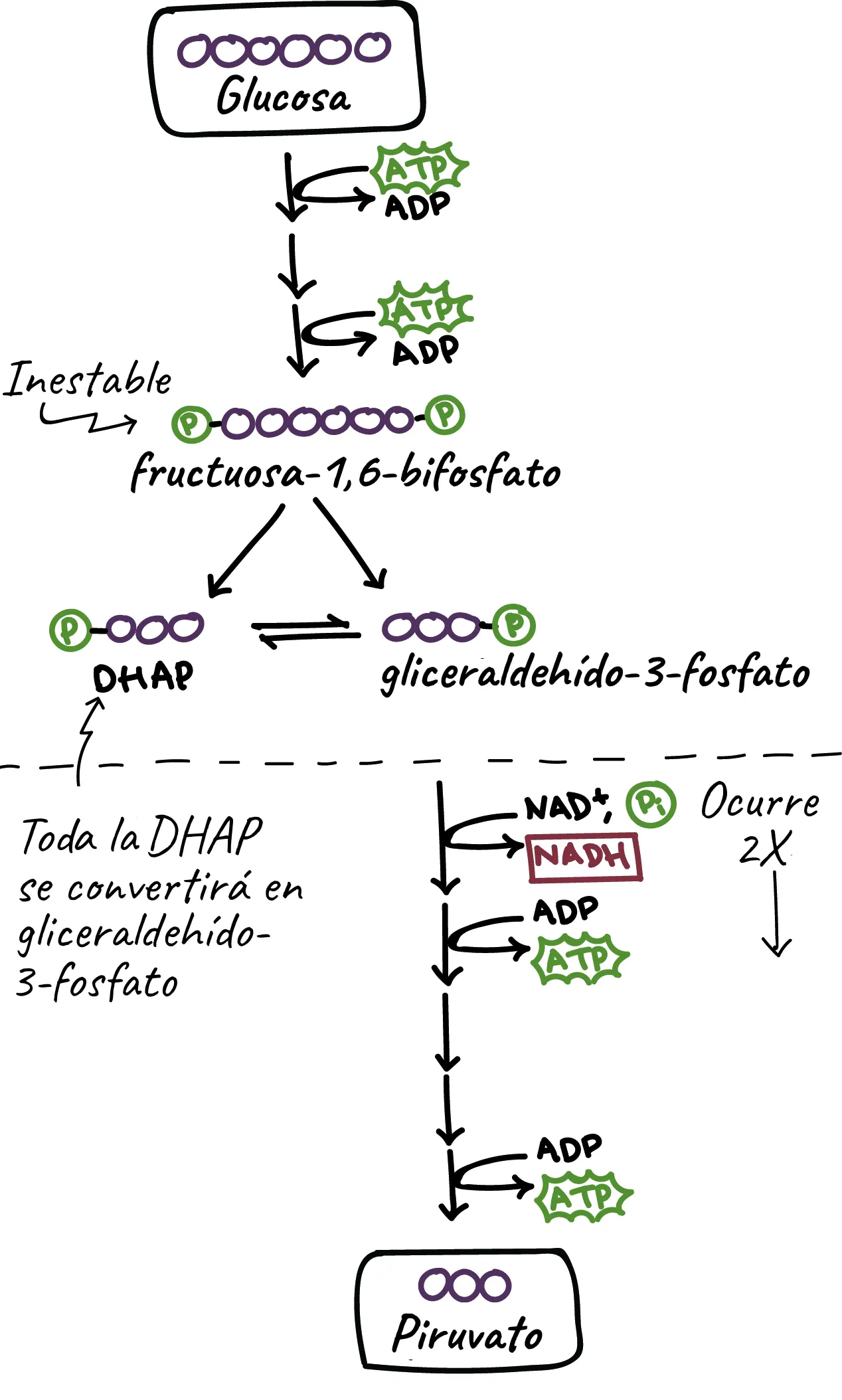 Glykolyse - Zellatmung