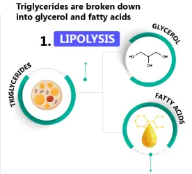 Fat burning: Lipolysis