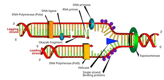 DNA replication