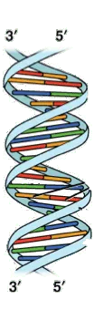 DNA helix