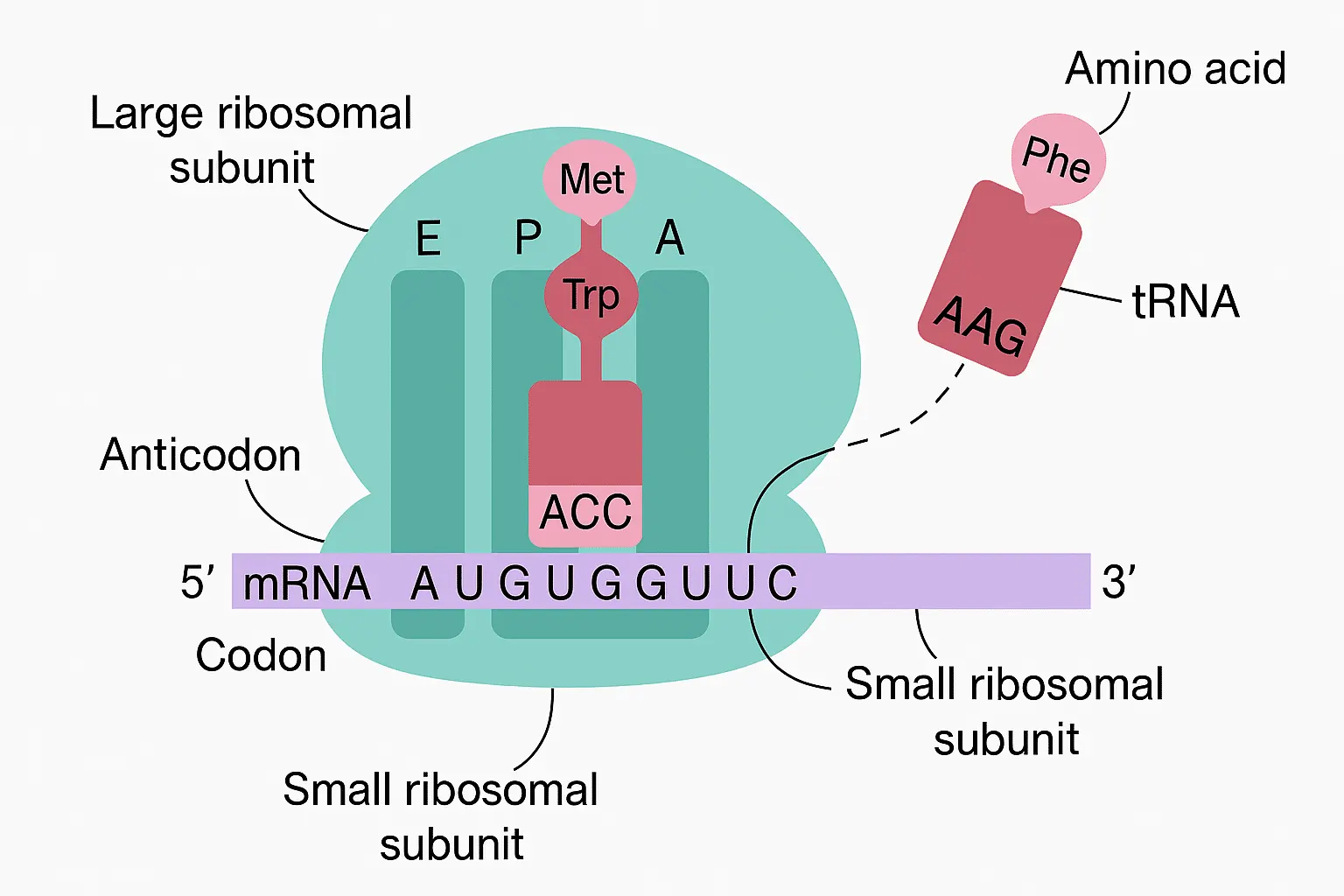 DNA translation - elongation