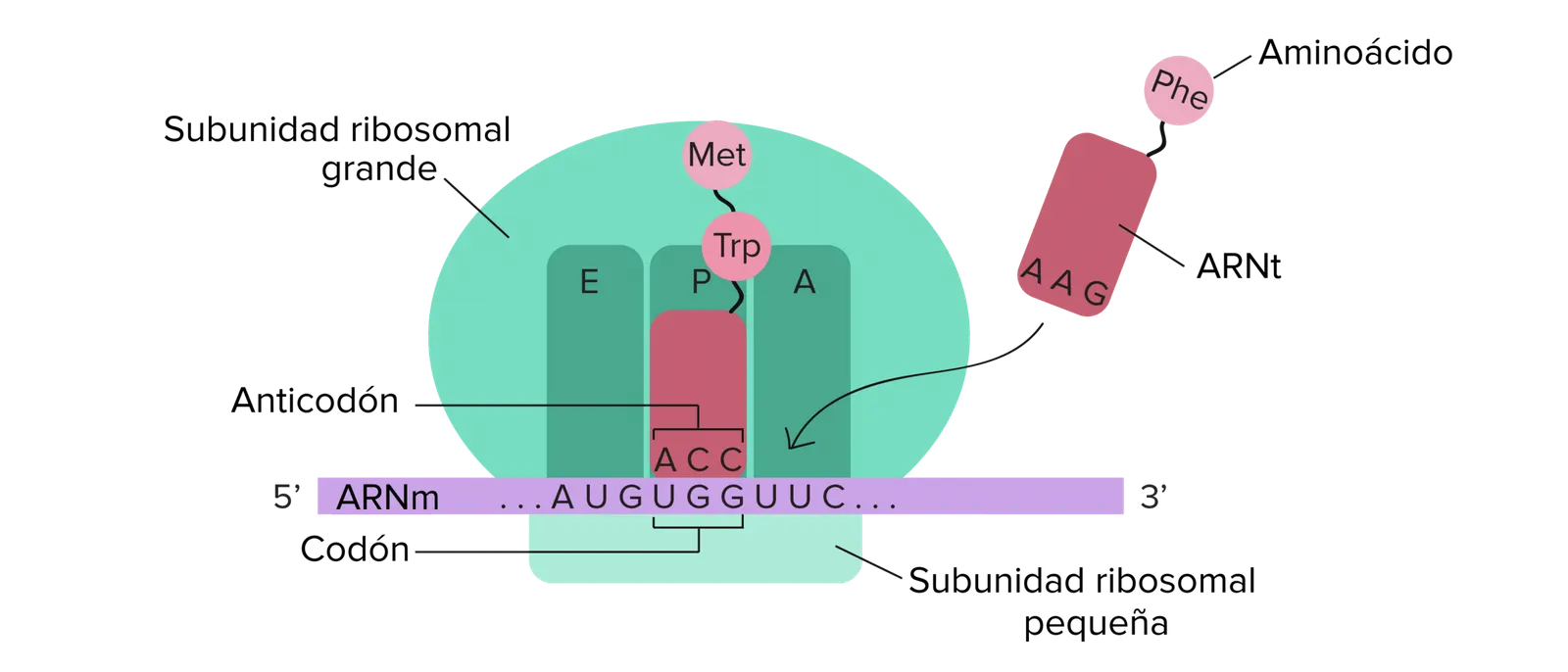 DNA-Übersetzung - Dehnung