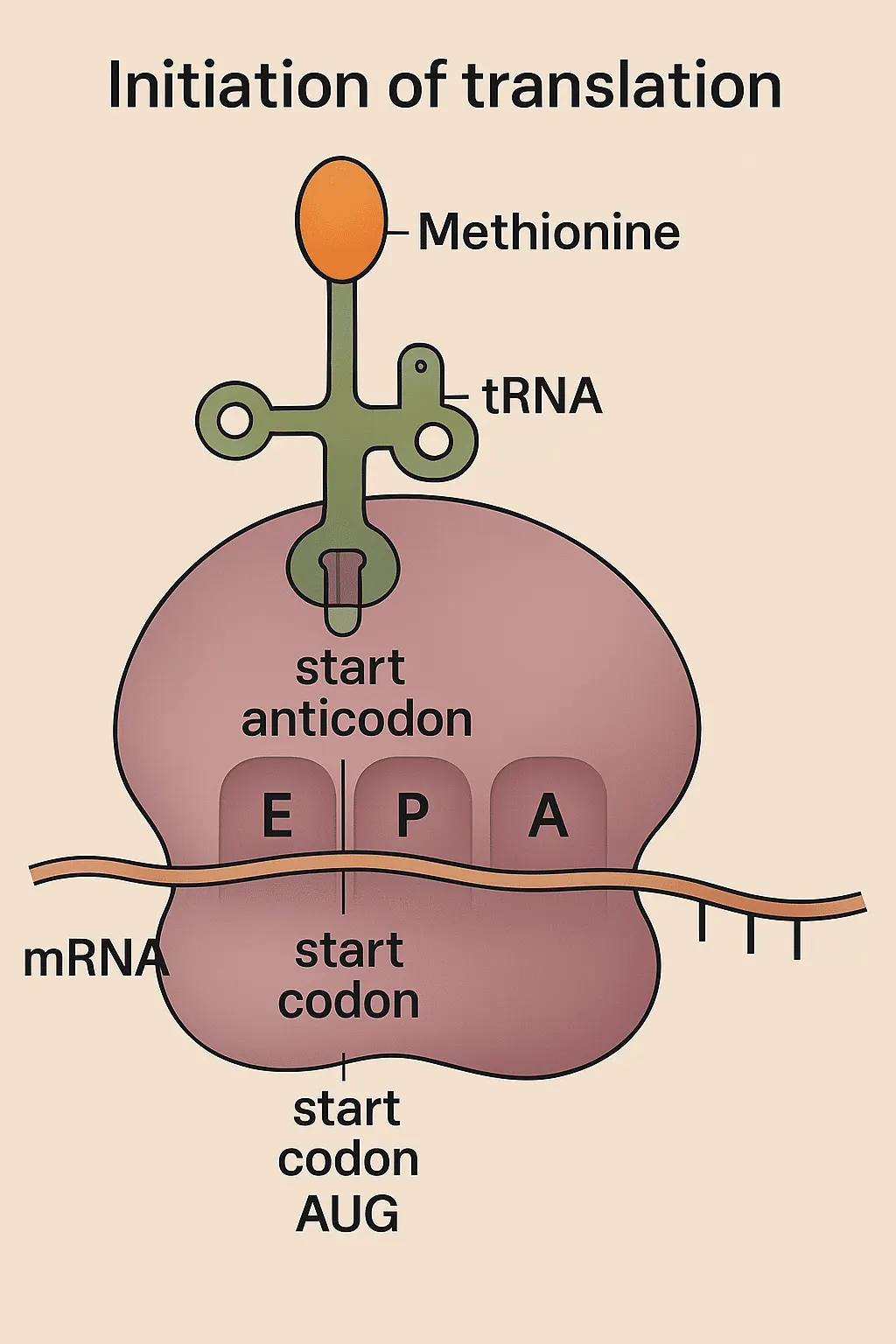 DNA translation - initiation