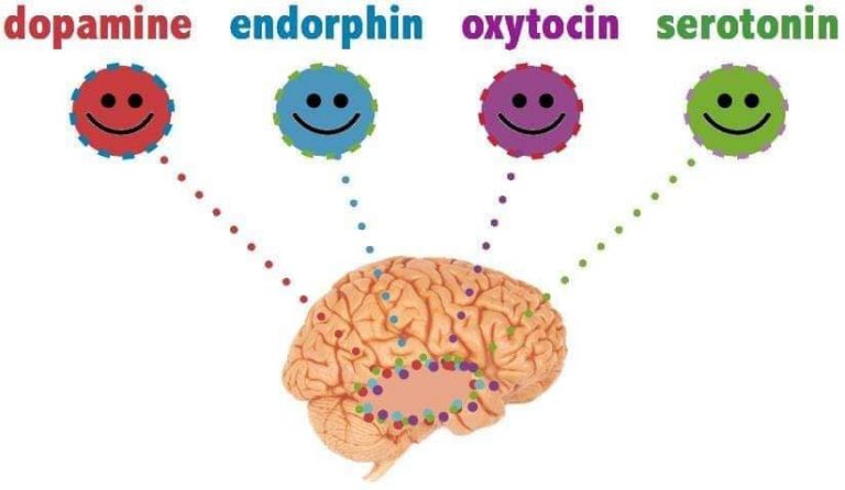 ⇨Conoce a las hormonas de la felicidad | ADNTRO