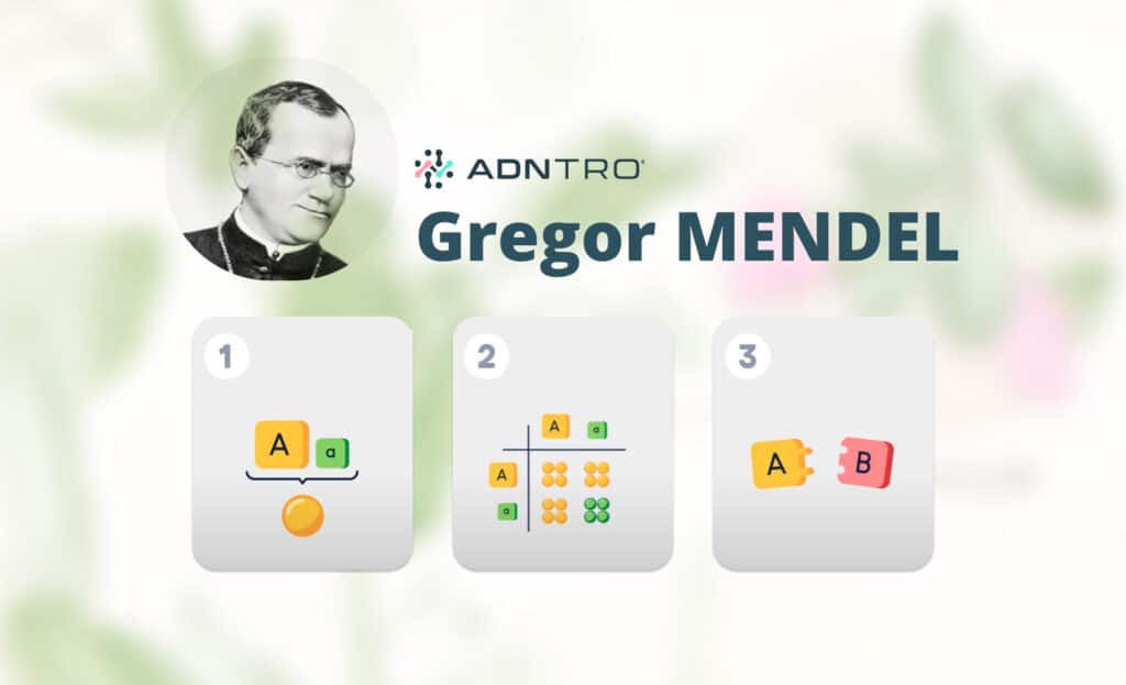 Die Mendelschen Gesetze