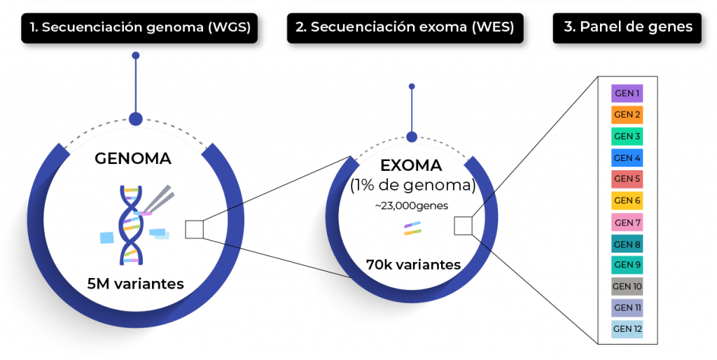 spanish genome